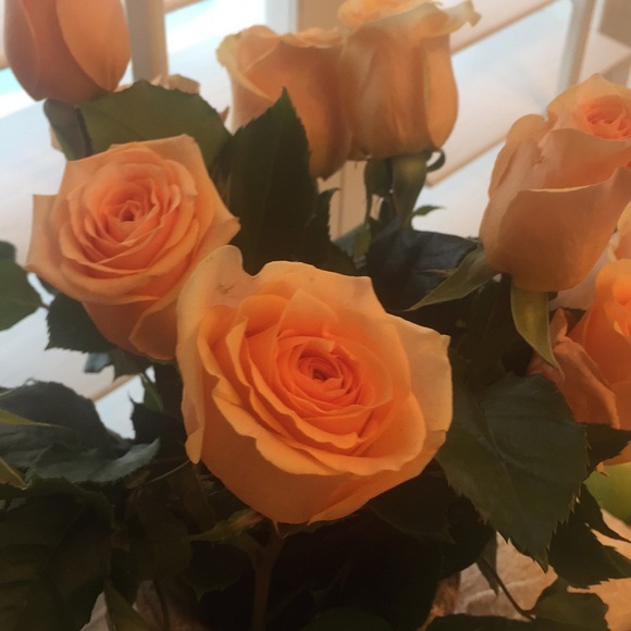 Meet your Posher, Stella - Picture 1 of 1